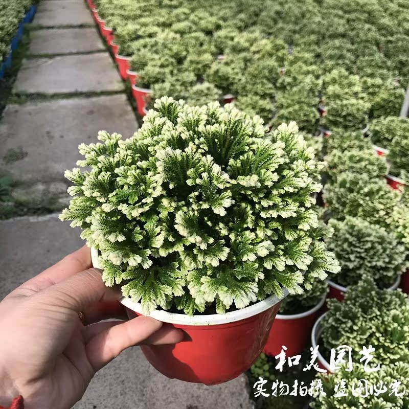 银边卷柏盆栽 九死还魂草 荧光珊瑚蕨 多年生蕨类植物 包邮 - 图0