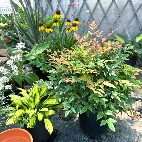 进口湾流南天竹盆栽 红宝石南天竹 耐寒彩色观叶植物 灌木花镜 - 图2