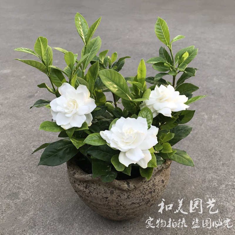 牡丹栀子花盆栽 桌面盆栽芳香花卉  小叶栀子花盆栽 包邮 - 图0