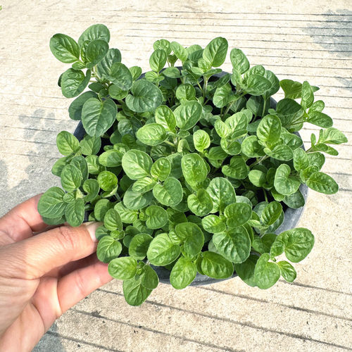 法国百里香罗勒 匍匐百里香 牛至 欧芹 益母草 香艾 烘焙食用香草 - 图1