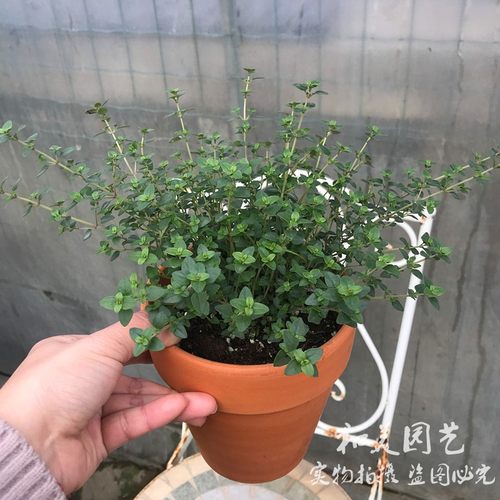法国百里香罗勒 匍匐百里香 牛至 欧芹 益母草 香艾 烘焙食用香草 - 图0