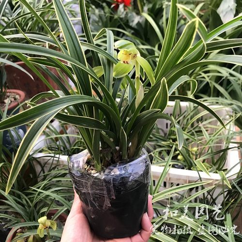 精品兰花小凤凰 神童冠  千金兰矮种桌面金边凤凰兰金边鹤兰花 - 图0