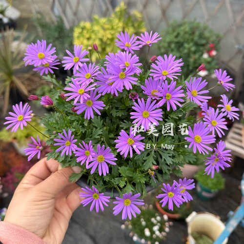 姬小菊盆栽 庭院阳台花卉 唯美清新五色菊 喜凉耐寒花期超长 包邮 - 图0