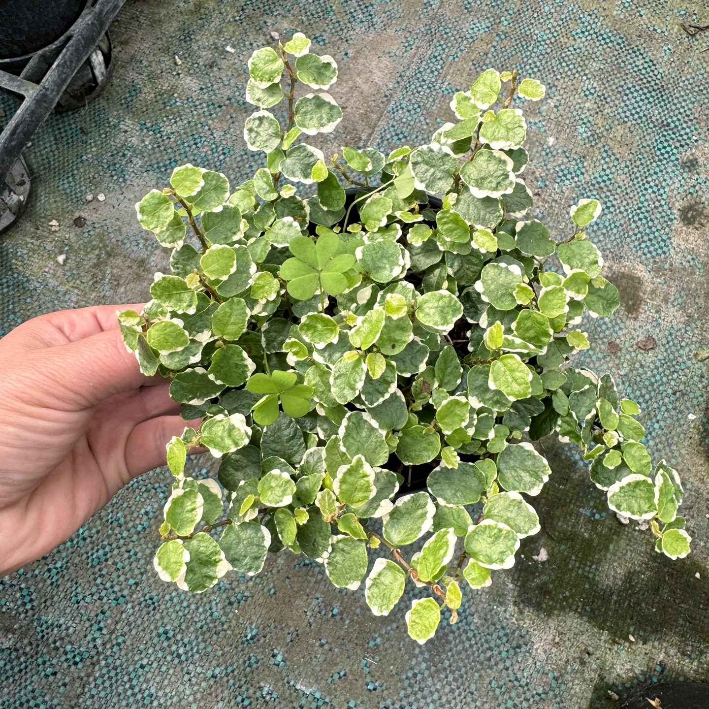 花叶霹雳 金边翡翠吊兰 室内易养小吊兰 泰国翡翠玉纽扣柳叶吊兰 - 图1