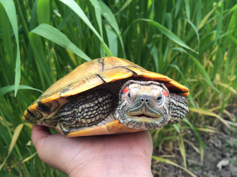 巴西红耳龟宠物龟大小招财乌龟活物活体观赏龟公母情侣外塘深水龟,淘宝优惠券,粉丝福利购,淘宝优惠卷