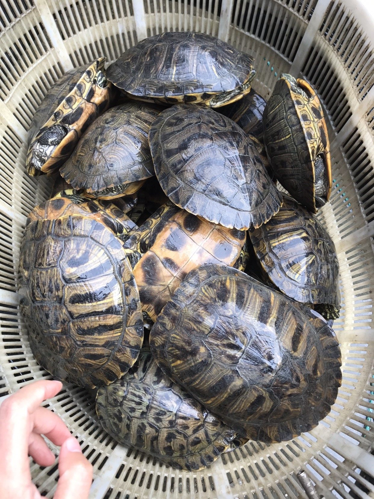 巴西红耳龟宠物龟大小招财乌龟活物活体观赏龟公母情侣外塘深水龟,淘宝优惠券,粉丝福利购,淘宝优惠卷