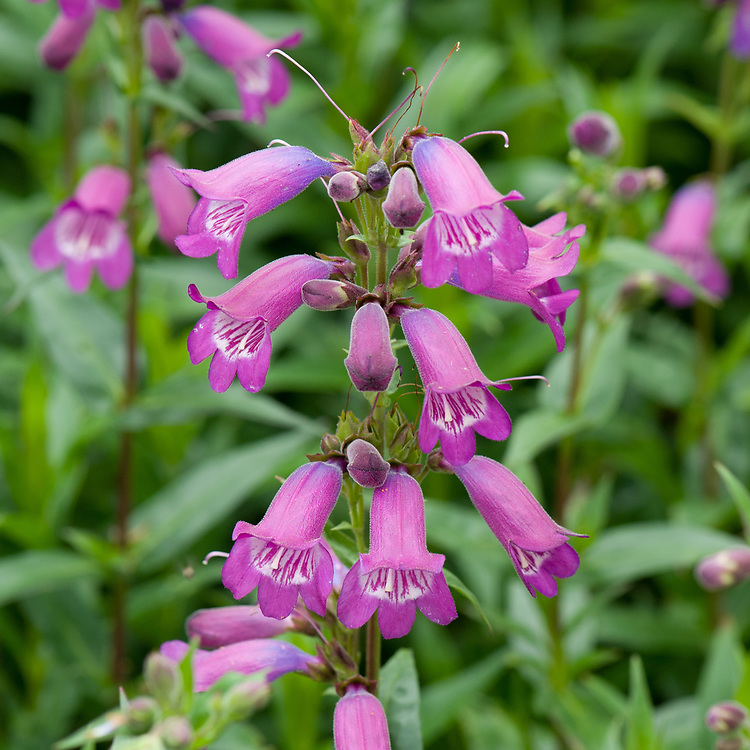 钓钟柳密花酸葡萄 Penstemon 'Sour Grapes' 盆栽花苗多年生宿根 - 图0