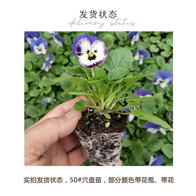 泛美角堇果汁冰糕耐寒秋冬种植花卉苗庭院花坛窗台吊篮盆栽花苗 虎窝淘