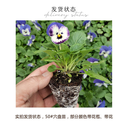 角堇花苗 3棵起拍果汁冰糕耐寒花卉庭院花坛窗台吊篮盆栽花卉秋冬 - 图0