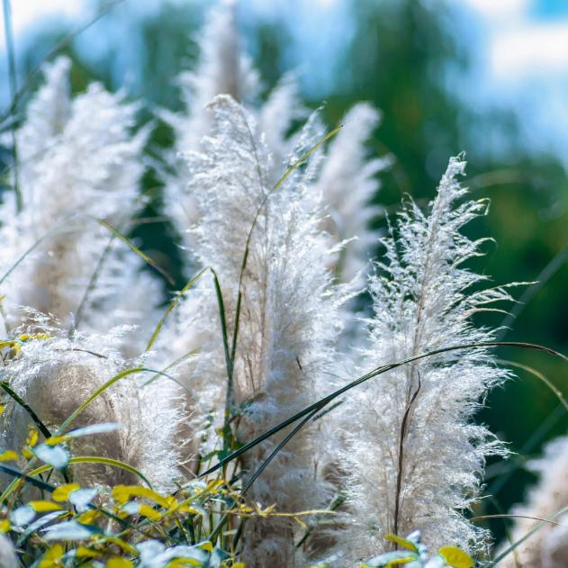 【正品22支1束】芦苇干花天然芦苇干花客厅摆设花落地干花小清新-图0