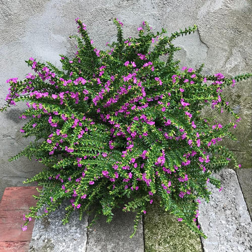 满天星花苗庭院植物阳台花卉四季花卉大叶满天星盆栽花卉 - 图0