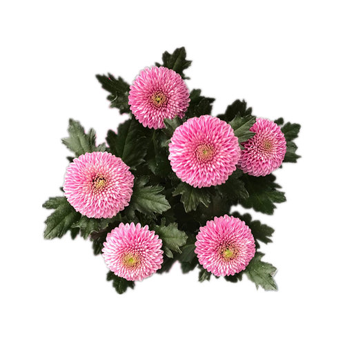 乒乓菊盆栽重瓣球菊花苗室内阳台开花植物带花花卉花期长耐寒 - 图3