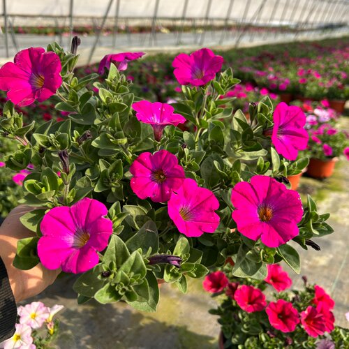 超级舞春牵牛花盆栽带花发货阳台庭院耐热花期长易爆花 - 图1
