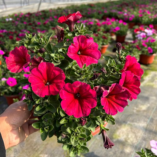 超级舞春牵牛花盆栽带花发货阳台庭院耐热花期长易爆花 - 图3