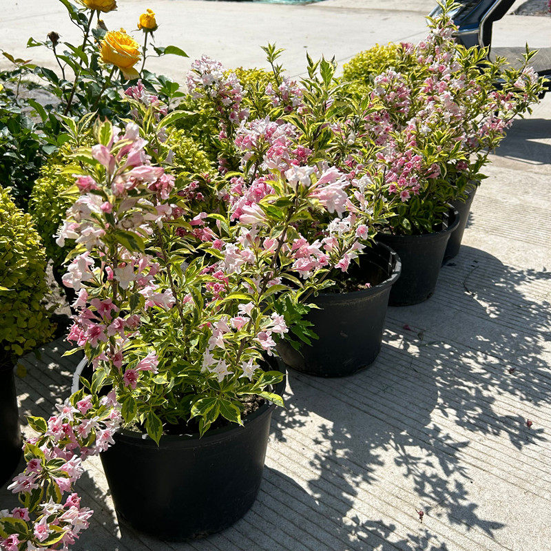 花叶锦带盆栽多年生花卉耐寒零下30°花镜植物红王子锦带庭院好养,淘宝优惠券,粉丝福利购,淘宝优惠卷