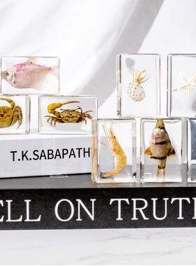 海洋生物自然认知长方体小书镇树脂工艺品摆件礼品