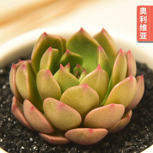 大和锦 多肉植物批发组合盆栽绿植肉嘟嘟肉肉室内植物盆景 - 图3