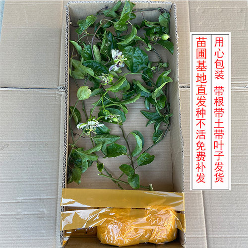 百香果苗黄金果台农果树苗新品种当年结果多年生易成活南北方种植 - 图2