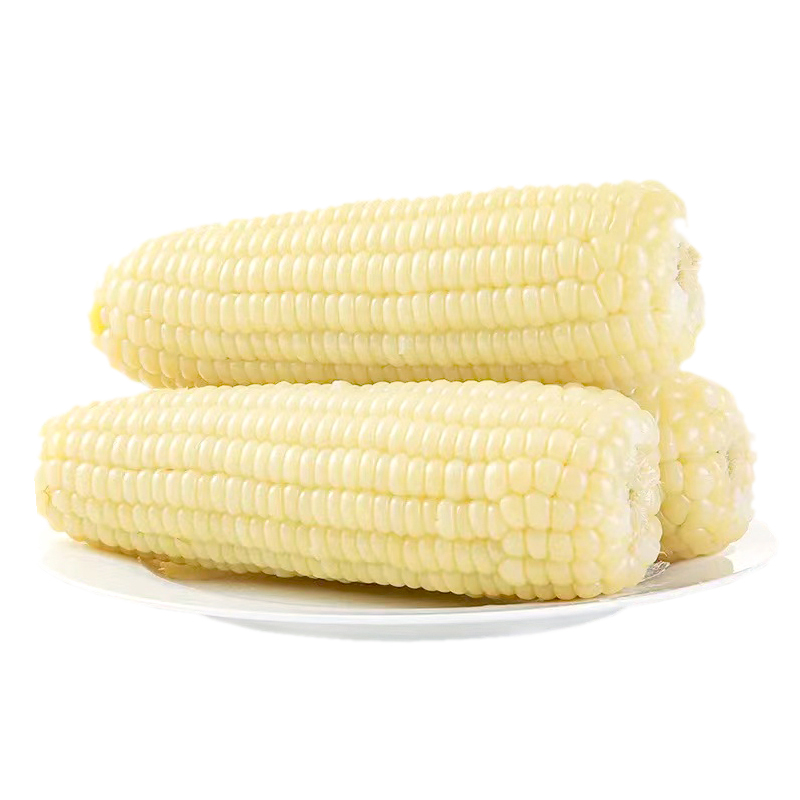 当年山西头茬新货白甜糯玉米10根粘黏真空装非转基因低脂代餐食用 - 图3