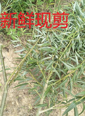 新鲜现剪夜晚哭泣随身携带