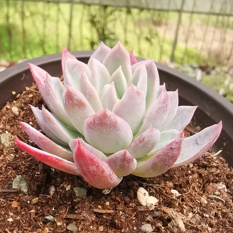 单头多肉趣味植物小拼盘紫罗兰女王阳台窗台肉肉植物景天多肉老桩