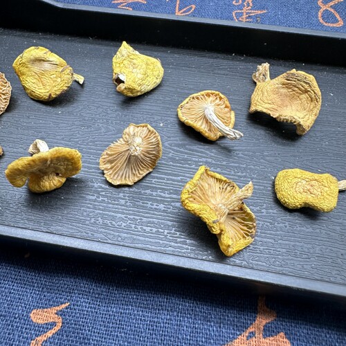 小黄蘑东北野生小黄蘑500g松树油蘑野生蘑菇干货小鸡炖蘑菇 - 图2