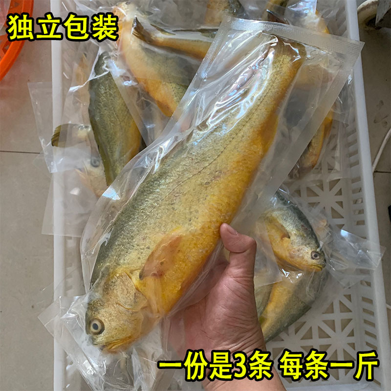 大黄鱼新鲜冷冻深海鲜活速冻黄花鱼正宗冰鲜海鱼生鲜海鲜水产3条 - 图0