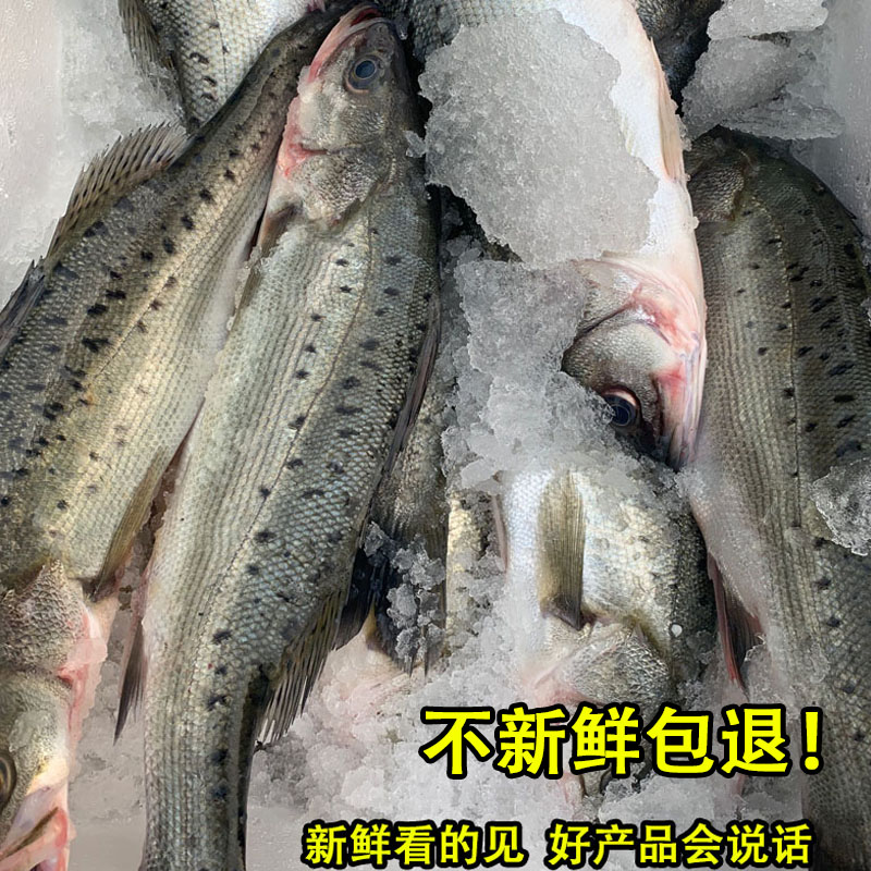 三去海鲈鱼新鲜冷冻海鱼大特海捕鲜活冰鲜速冻鲈鱼海鲜水产商用 - 图1