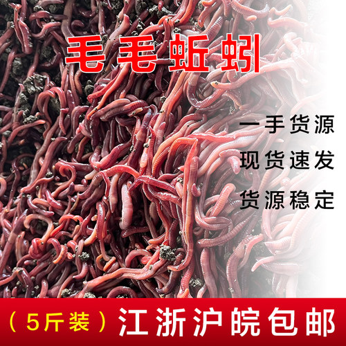 蚯蚓活饵鲜活散装盒装红蚯蚓1斤活体钓鱼饵料红虫种苗毛毛蚯蚓 - 图0