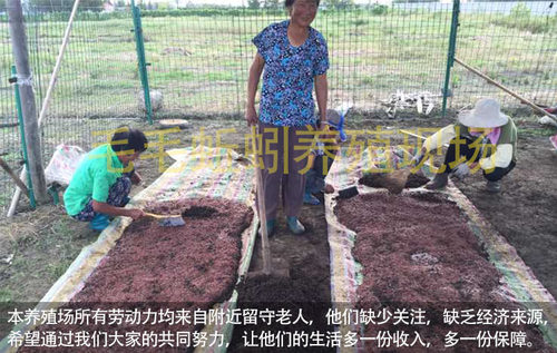 蚯蚓活饵鲜活散装盒装红蚯蚓1斤活体钓鱼饵料红虫种苗毛毛蚯蚓 - 图1