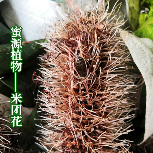 云南高山黑蜜野外蜂蜜正品蜂蜜中药材米团花树洞土蜂蜜纯蜂蜜 - 图1