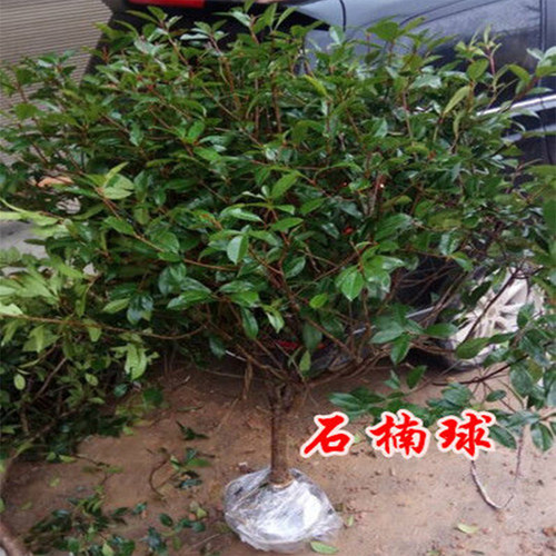 红叶石楠大树1-10公分红叶石楠球绿化盆栽庭院征地四季常青彩色树 - 图1