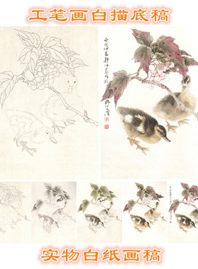 花鸟工笔画白描底稿荷
