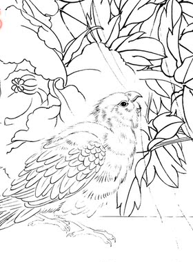 11B23高清大图工笔作业国画牡丹条幅白描线描实物打印稿横幅小品