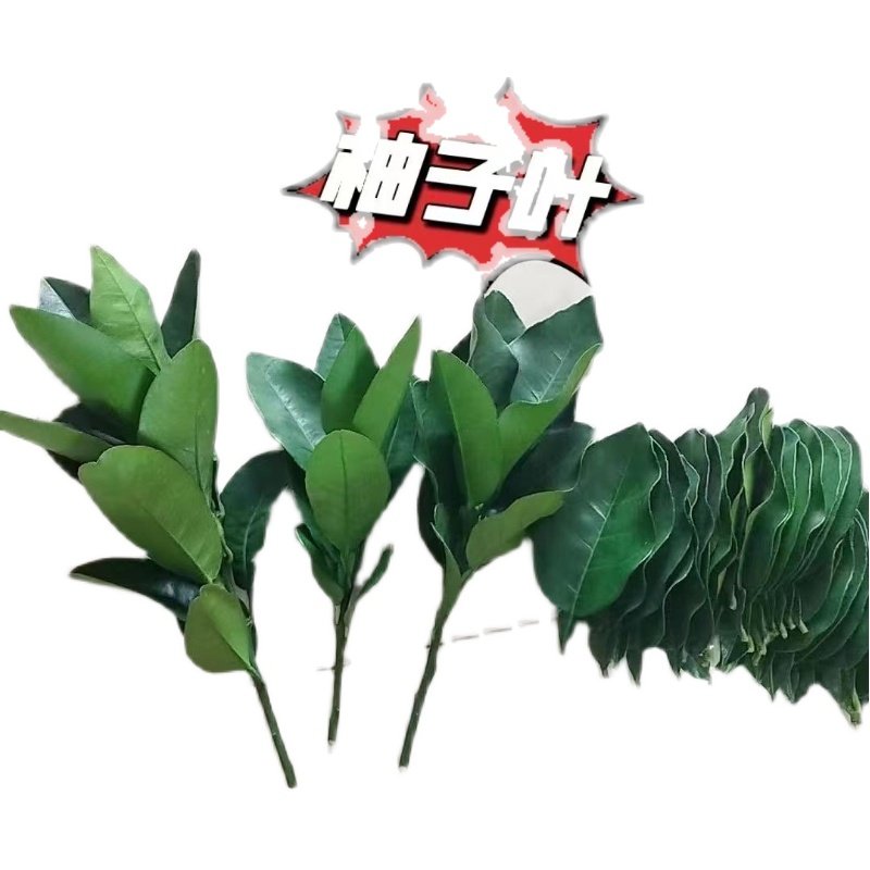 带枝柚子叶新鲜柚叶碌柚树叶老树转运禄柚叶子新居入伙洗澡去晦气_虎窝淘