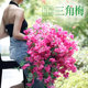 Simulated bougainvillea wedding landscape living room decoration silk flower