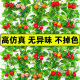 Simulated fruit rattan fruit shop ceiling decoration flower vines