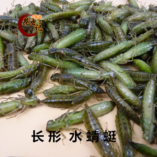 新鲜水蝎子食用昆虫水蜻蜓 生鲜运输 佐酒佳品昆虫记 - 图0
