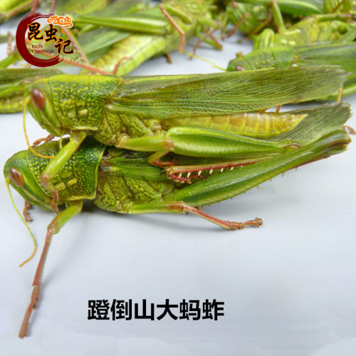 新鲜冷冻蹬倒山大蚂蚱绿色棉蝗蚂蚱 牛蚂蚱 蝗虫 蚱蜢500克 - 图1