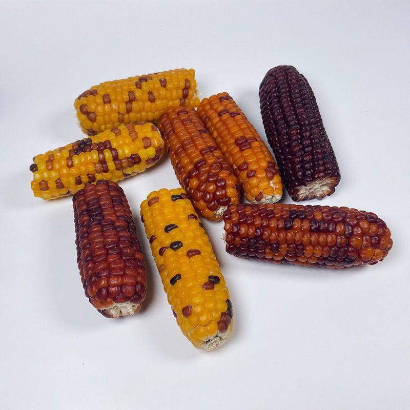 包邮仓鼠磨牙棒小玉米零食小玉米金丝熊花枝鼠兔子龙猫磨牙玉米棒,淘宝优惠券,粉丝福利购,淘宝优惠卷