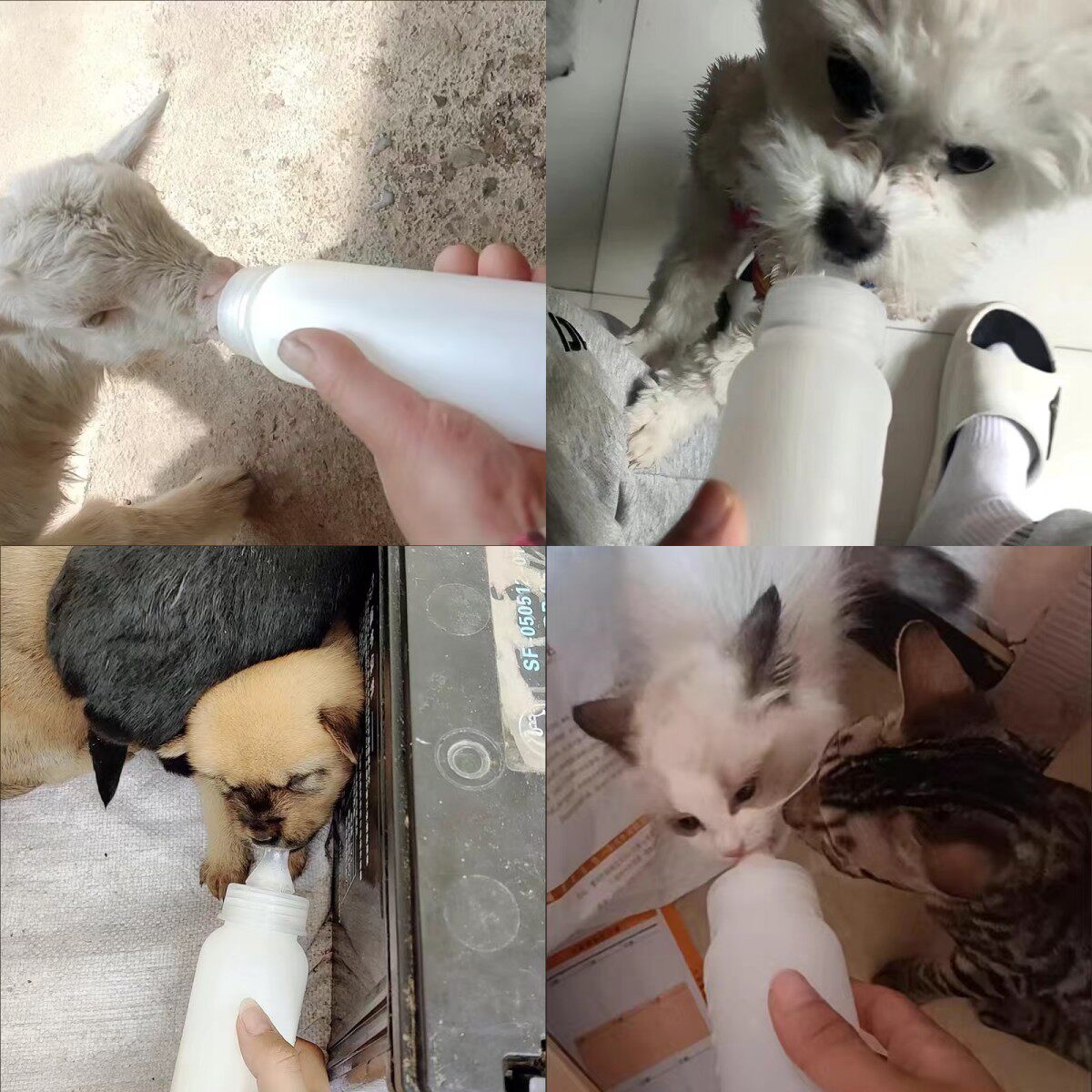 喂羊奶瓶兽用羊奶嘴动物小猪羔羊狗专用喂奶器猪奶壶宠物小羊奶瓶,淘宝优惠券,粉丝福利购,淘宝优惠卷