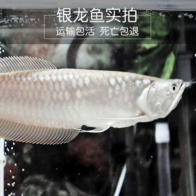 家和水族银龙鱼金龙鱼红龙鱼观赏鱼热带鱼大型风水鱼中型鱼活体鱼 虎窝淘