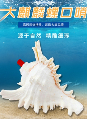 天然海螺号角可吹响超大哨子喇叭贝壳口哨工艺品儿童玩具小螺号