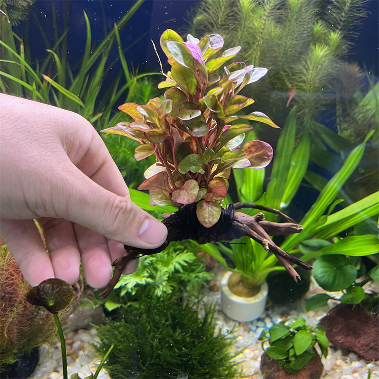 水榕沉木鱼缸水草植物真草好养懒人水族造景装饰小巴燕尾金钱榕 - 图0