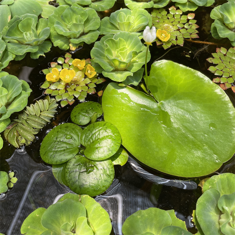 浮萍水草鱼缸无土活体水培水生植物种子龟缸绿植养鱼养龟净化水质