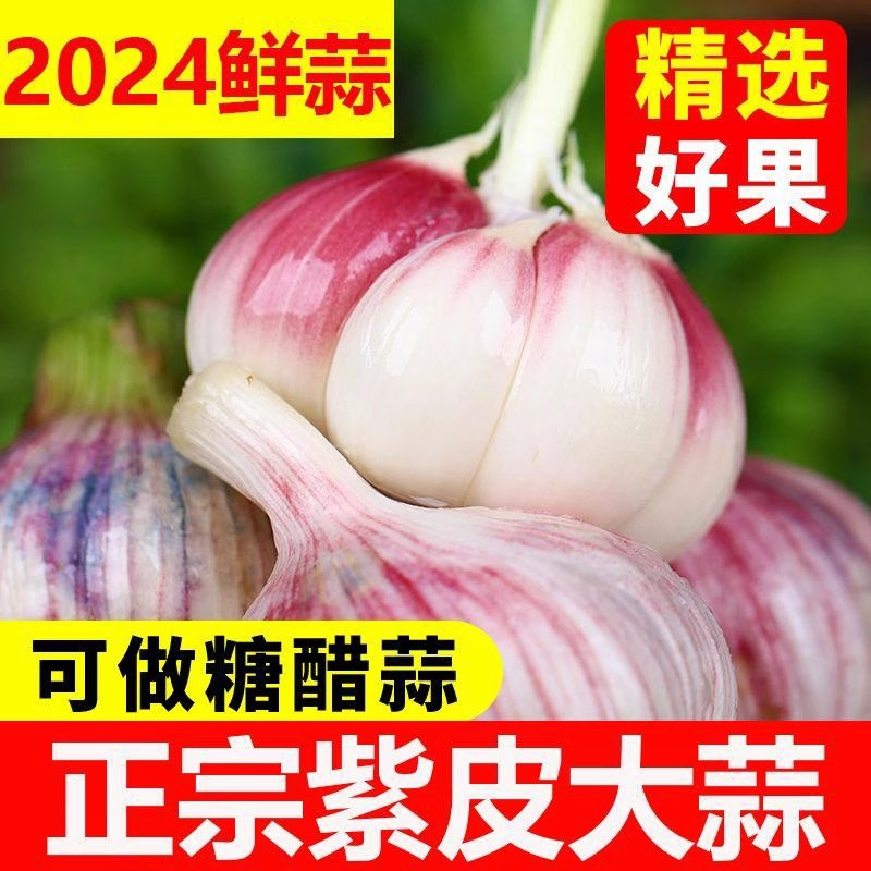 爆款2024现挖新鲜嫩湿蒜云南鲜蒜紫皮大蒜多瓣蒜头糖醋蒜特大大果-图1