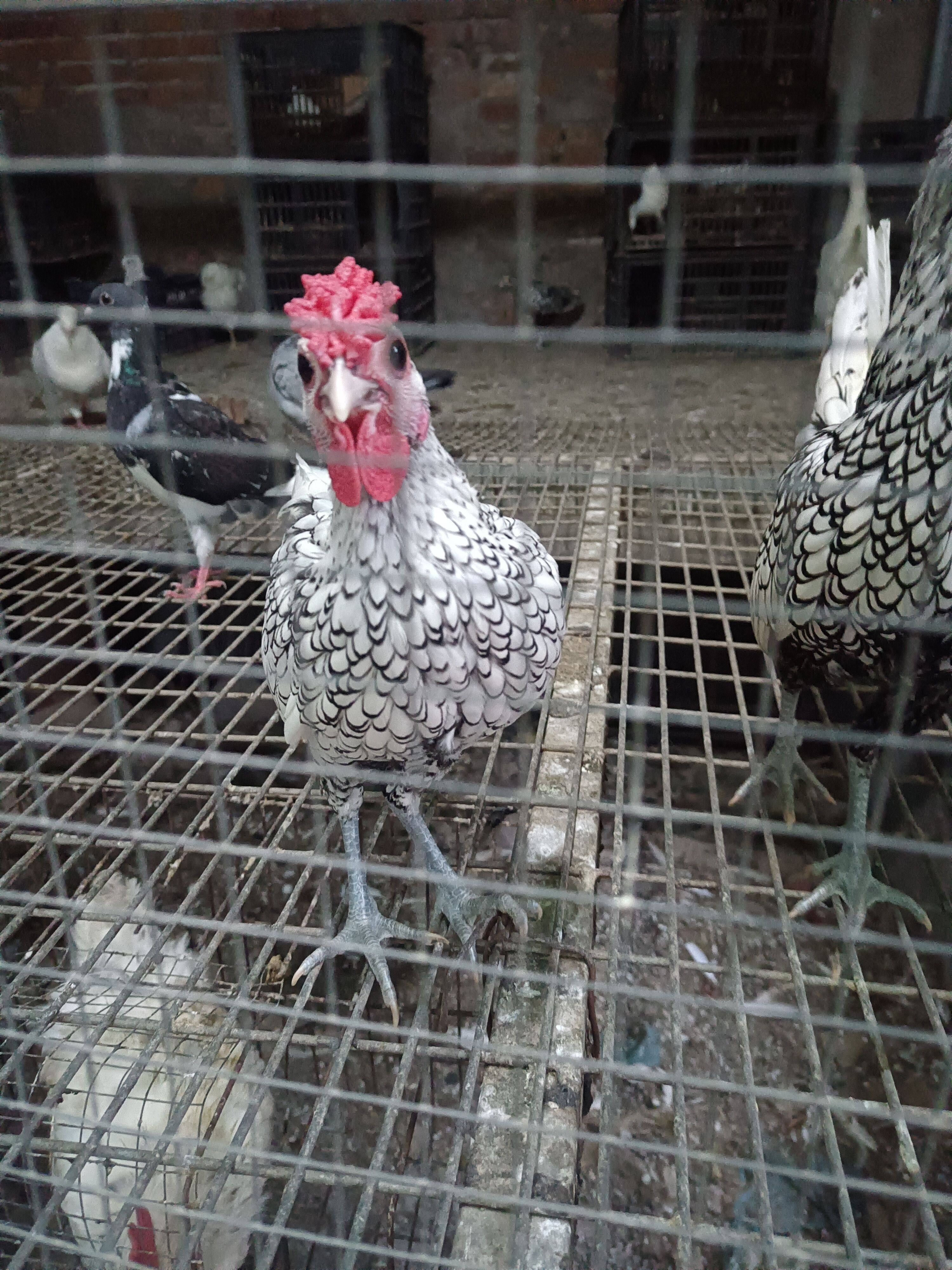 波兰鸡蛋可孵化波澜鸡鱼鳞鸡白波兰鸡观赏鸡红波兰鸡网红鸡宠物鸡,淘宝优惠券,粉丝福利购,淘宝优惠卷