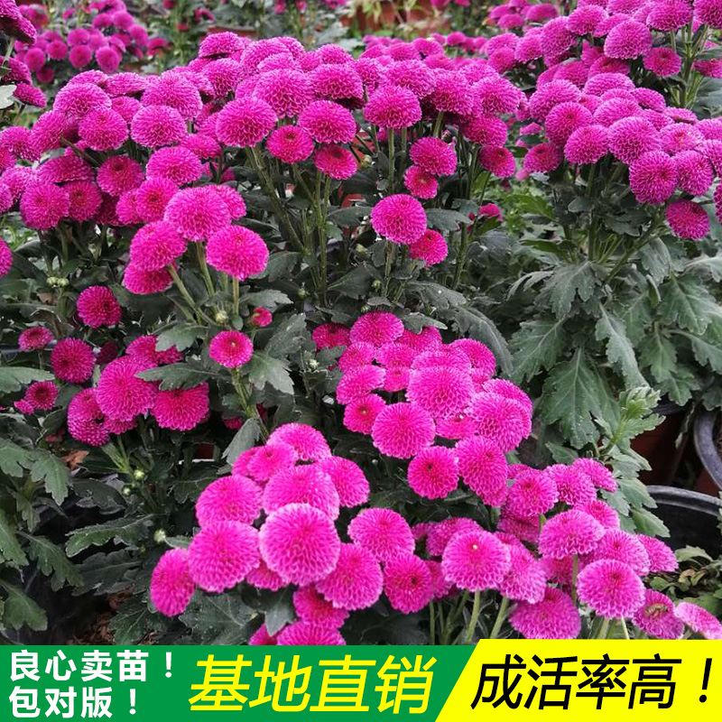 徐氏花卉乒乓菊菊花苗阳台庭院花卉包对版荷兰菊大菊苗-图0