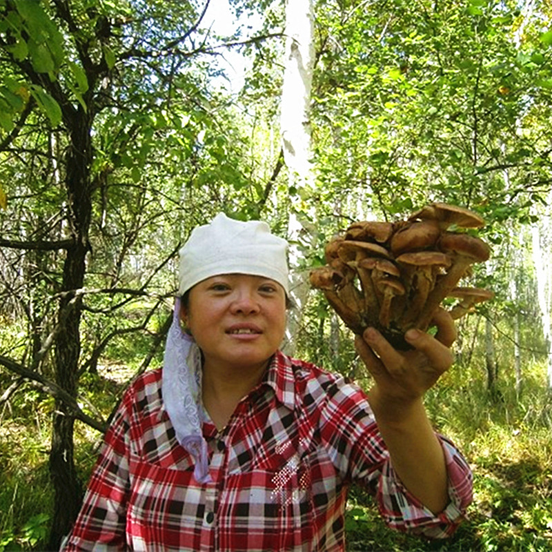 东北野生榛蘑小鸡炖蘑菇南北干货山新货香菇类野生菌250克 - 图1