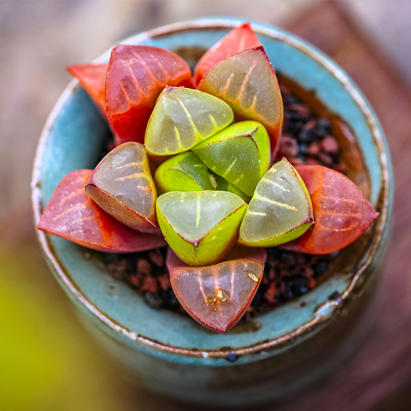 Haworthia mirabilis RIB0366原始瓦苇十二卷属多肉植物-图0